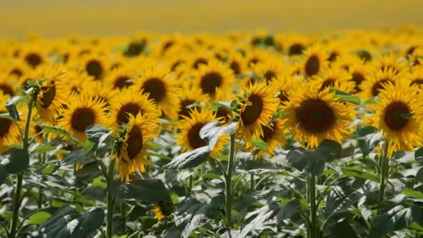 Vackra gula solrosor blommar i ett fält på solig dag. Bina på solroshuvudet pollen samlar nektar för honung. Jordbrukstema, rik ekologisk skörd för oljeutvinning. — Stockvideo