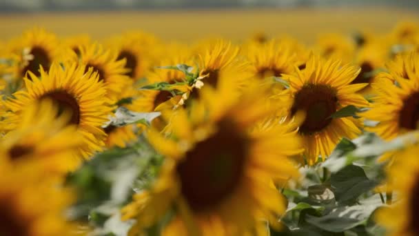 Belles fleurs de tournesol jaunes fleurissant dans un champ par une journée ensoleillée. Les abeilles sur le pollen du tournesol recueillent le nectar pour le miel. Thème de l'agriculture, riche récolte biologique pour l'extraction d'huile.