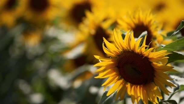 Belles fleurs de tournesol jaunes fleurissant dans un champ par une journée ensoleillée. Les abeilles sur le pollen du tournesol recueillent le nectar pour le miel. Thème de l'agriculture, riche récolte biologique pour l'extraction d'huile.