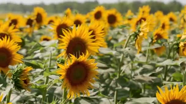 Bellissimi fiori di girasole gialli che sbocciano in un campo nella giornata di sole. Le api sul polline testa di girasole raccolta nettare per il miele. Tema Agricoltura, ricco raccolto biologico per l'estrazione dell'olio. — Video Stock