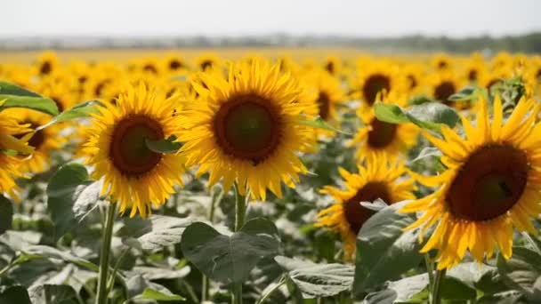 Lindas flores amarelas de girassol florescendo em um campo no dia ensolarado. As abelhas no pólen da cabeça de girassol coletam néctar para mel. Tema da agricultura, colheita orgânica rica para extração de petróleo . — Vídeo de Stock