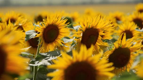 Lindas flores amarelas de girassol florescendo em um campo no dia ensolarado. As abelhas no pólen da cabeça de girassol coletam néctar para mel. Tema da agricultura, colheita orgânica rica para extração de petróleo . — Vídeo de Stock