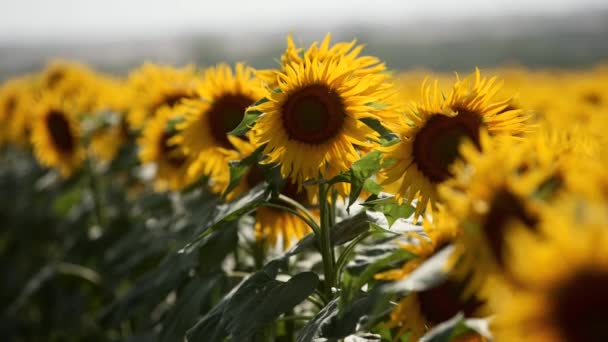 Belles fleurs de tournesol jaunes fleurissant dans un champ par une journée ensoleillée. Les abeilles sur le pollen du tournesol recueillent le nectar pour le miel. Thème de l'agriculture, riche récolte biologique pour l'extraction d'huile.