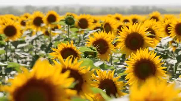 Lindas flores amarelas de girassol florescendo em um campo no dia ensolarado. As abelhas no pólen da cabeça de girassol coletam néctar para mel. Tema da agricultura, colheita orgânica rica para extração de petróleo . — Vídeo de Stock