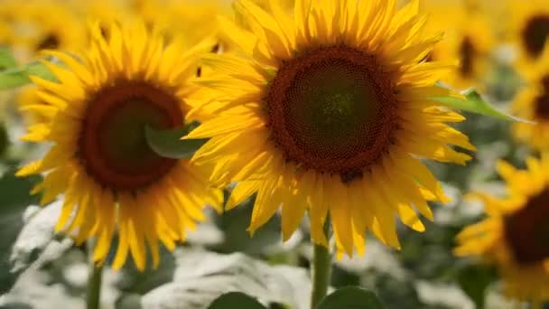 Vackra gula solrosor blommar i ett fält på solig dag. Bina på solroshuvudet pollen samlar nektar för honung. Jordbrukstema, rik ekologisk skörd för oljeutvinning. — Stockvideo