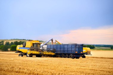 Hasat araçlarından gelen tahılları tarladaki tahıl kamyonuna yüklüyorlar. Hasat boşaltıcısı buğdayı tahıl kutusuna döktü. İşteki çiftçiler. Tarım mevsimi hasat teması.