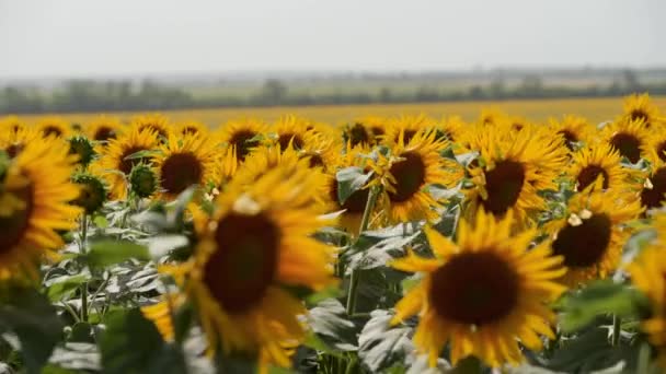 Lindas flores amarelas de girassol florescendo em um campo no dia ensolarado. As abelhas no pólen da cabeça de girassol coletam néctar para mel. Tema da agricultura, colheita orgânica rica para extração de petróleo . — Vídeo de Stock