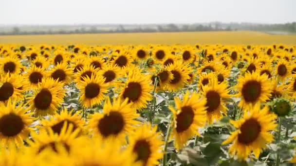 Hermosas flores de girasol amarillo floreciendo en un campo en un día soleado. Las abejas en la cabeza de girasol polen recoger néctar para la miel. Tema de agricultura, rica cosecha orgánica para la extracción de aceite . — Vídeos de Stock