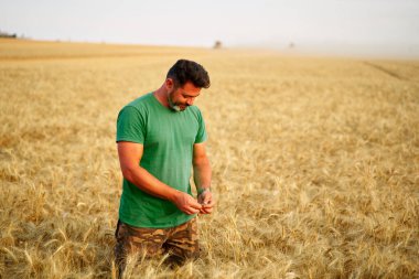 Agronomist, altın tarlasında oturmadan önce tahıl mahsulünü inceliyor. Ellerinde olgun buğday kulakları tutan gülümseyen çiftçi. Çiftlik sahibi. Organik tarım kavramı.