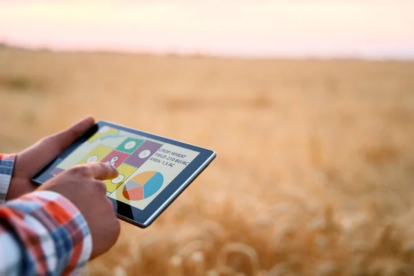 Rolnictwo precyzyjne. Rolnicy trzymają tablet za pomocą oprogramowania do zarządzania danymi online z mapami na polu pszenicy. Agronomist pracuje z ekranem dotykowym do kontroli i analizy działalności rolniczej. — Zdjęcie stockowe