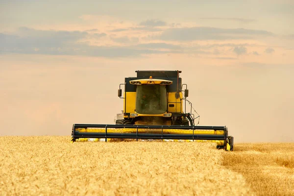 Συνδυάστε θεριζοαλωνιστική εργασία στον τομέα του σιταριού με συννεφιά moody ουρανό. Συγκομιδή μηχανοδηγού κοπή καλλιεργειών σε μια γεωργική γη. Θέμα γεωργίας, περίοδος συγκομιδής. — Φωτογραφία Αρχείου