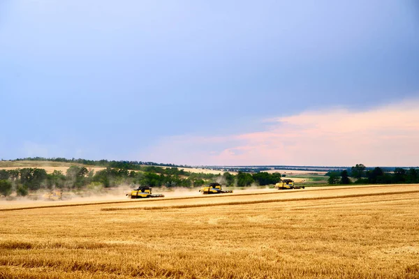 Combine cosechadoras que trabajan en el campo de trigo con el cielo sombrío nublado. Cosechadora conductor de la máquina de corte de cultivos en una tierra de cultivo. Tema de agricultura, temporada de cosecha . — Foto de Stock