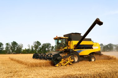 Buğday tarlasında çalışan hasatçıyı açık mavi gökyüzüyle birleştir. Bir tarlada ekin biçen bir makinist. Tarım teması, hasat mevsimi.