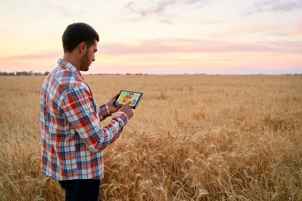 Přesné farmaření. Farmář drží tablet pomocí on-line software pro správu dat s mapami, grafy na pšeničném poli. Agronomista pracující s dotykovým počítačem pro řízení a analýzu zemědělského podnikání — Stock fotografie