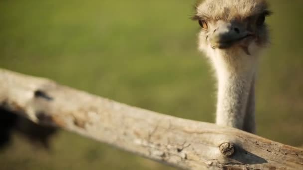 Lindo avestruz de pie cerca de la cerca en el zoológico. Camello granja de aves al aire libre. — Vídeos de Stock
