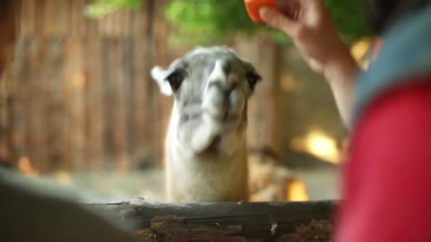 Młoda para karmi guanaco na farmie w słoneczny wieczór. Człowiek karmi lamę marchewką. Chłopak i dziewczyna bawią się w zoo z alpaką w wolnym czasie. — Wideo stockowe
