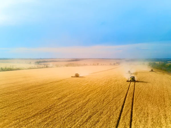 Vista aérea del dron: combine cosechadoras que trabajan en el campo de trigo al atardecer. Cosechadora conductor de la máquina de corte de cultivos en tierras agrícolas. Agricultura ecológica. Tema de agricultura, temporada de cosecha. Quadcopter foto. — Foto de Stock