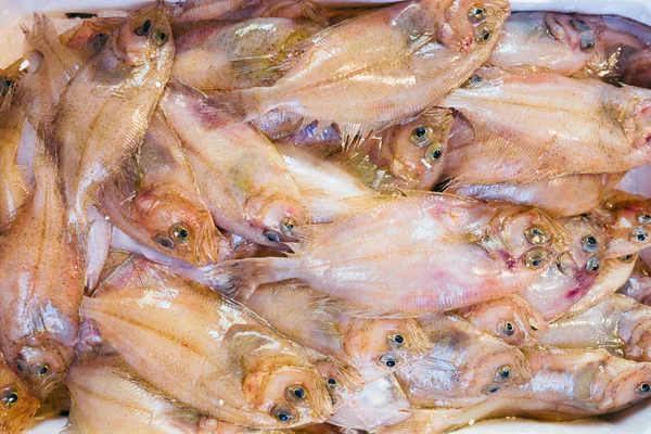 Peixes frescos no mercado de frutos do mar . — Fotografia de Stock