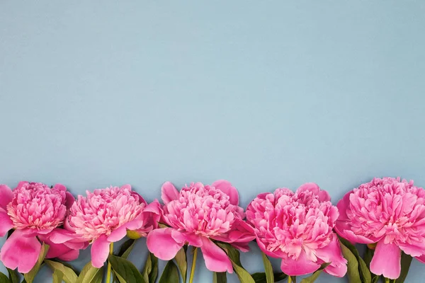 Hermosas flores de peonía rosa. —  Fotos de Stock