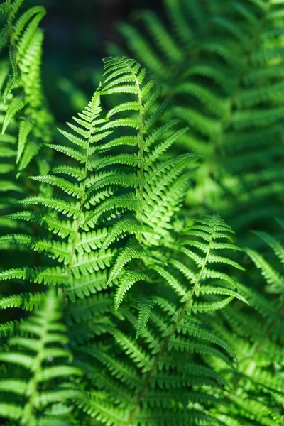 Naturlig bakgrund med blad av ormbunke. — Stockfoto