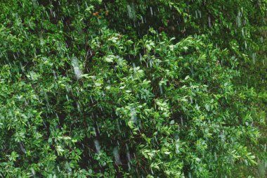 Yağmurlu ve rüzgarlı hava.