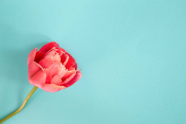 Beautiful pink flower on turquoise background.