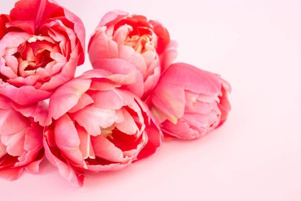Piękne wiosenne różowe kwiaty. — Zdjęcie stockowe