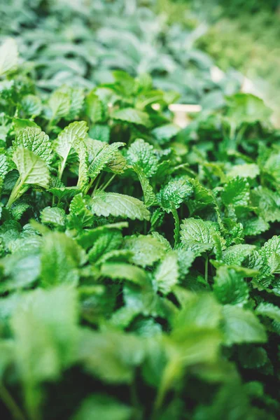 Herbs of mint at market. — Stock Photo, Image