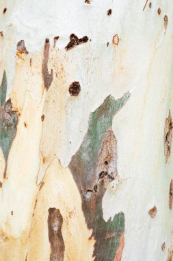 Okaliptüs kabuk ağacının doku.