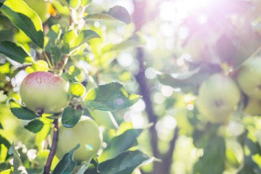 Bir daldaki elmalar.