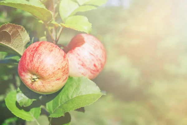 Dvě červená jablka na větvi. — Stock fotografie