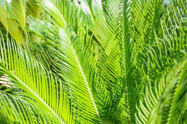 Palm leavs güneşli ışıklar.