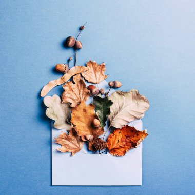 Mavi kuru yaprakları zarf.