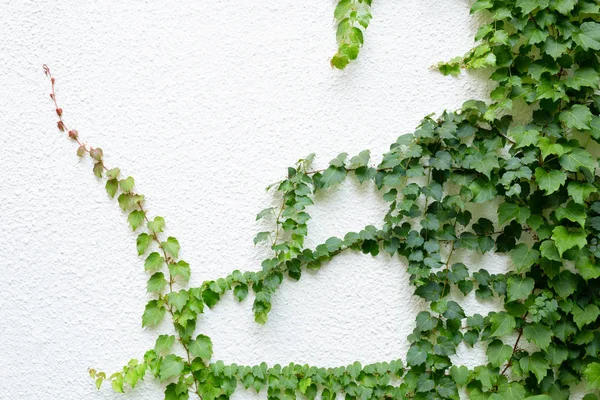 White wall with ivy.