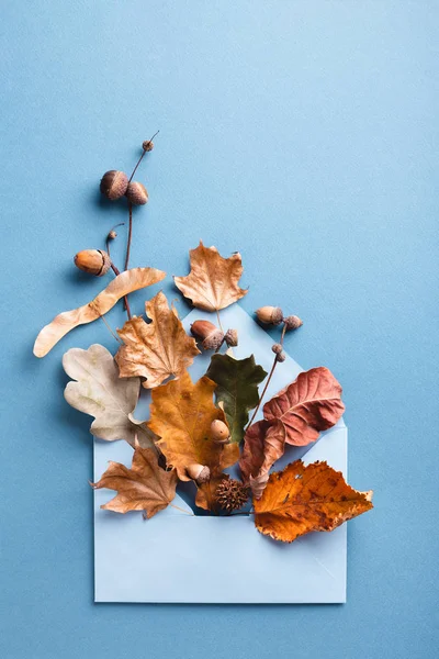 Hojas secas en sobre azul . — Foto de Stock