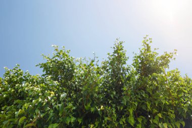 Mavi gökyüzü ve ağaç taç.