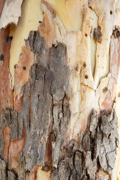 Tekstura eukaliptusa kory drzewa. — Zdjęcie stockowe