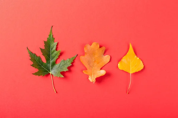 Tres hojas sobre fondo rojo . — Foto de Stock
