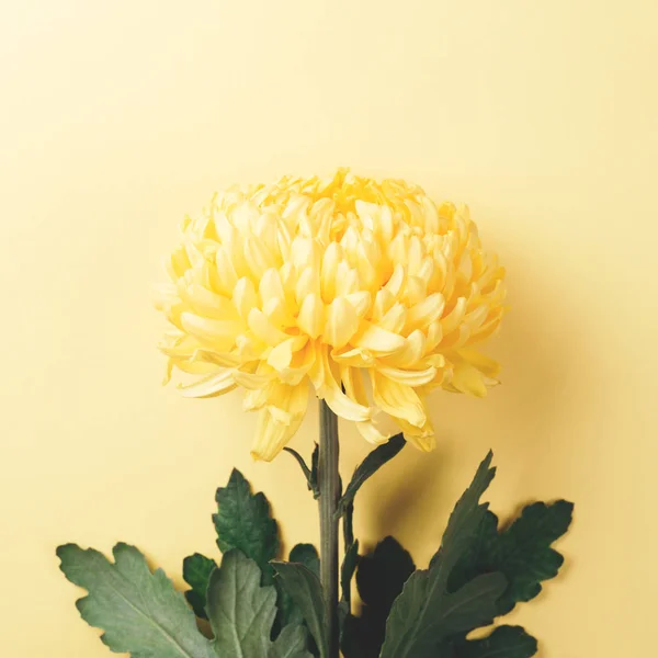 Żółta Chryzantema Kwiat na żółtym tle. — Zdjęcie stockowe