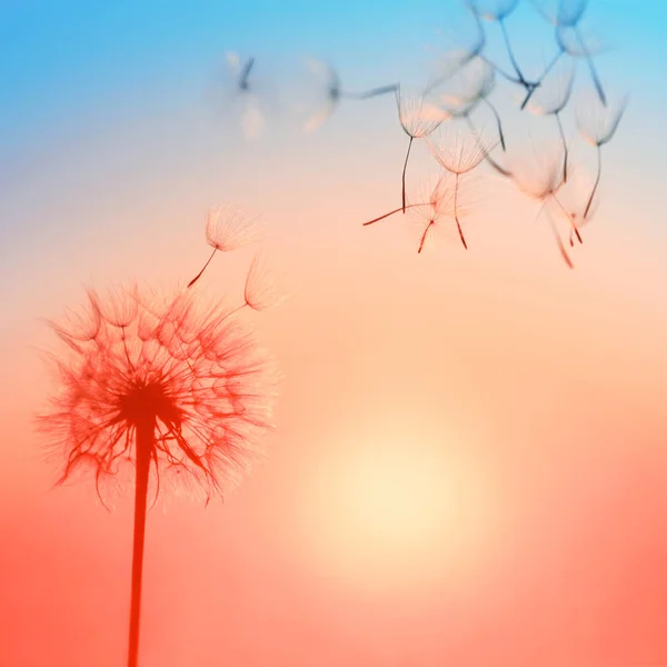 Silhouet van paardebloem tegen de achtergrond van de ondergaande zon. — Stockfoto