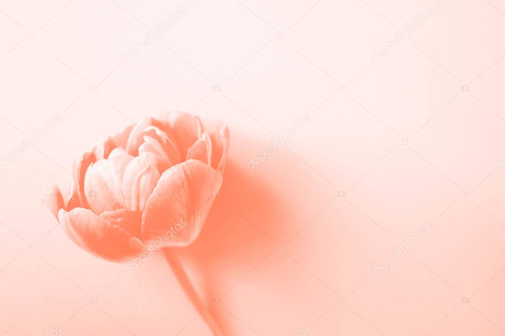 Tulip in living coral color.