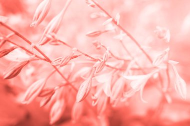 Mercan rengi tonda güzel çiçek.