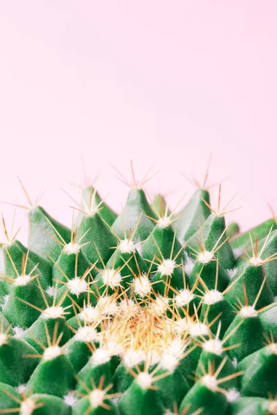 Cactus espina sobre fondo rosa . — Foto de Stock