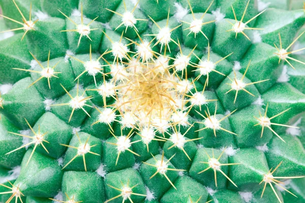 Vista dall'alto sul cactus . — Foto Stock