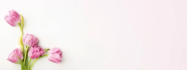 Tulipanes rosados sobre fondo blanco. —  Fotos de Stock