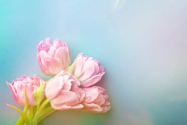 Różowe tulipany na turkus tło. — Zdjęcie stockowe
