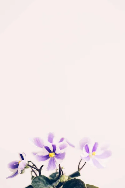 Fiore viola con petali rigati su sfondo bianco . — Foto Stock