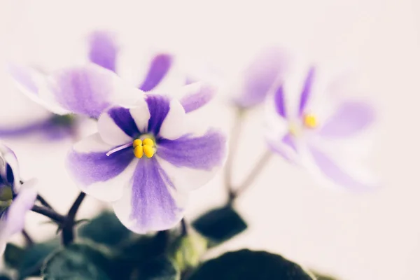 Βιολετί λουλούδι με ριγέ πέταλα σε λευκό φόντο. — Φωτογραφία Αρχείου
