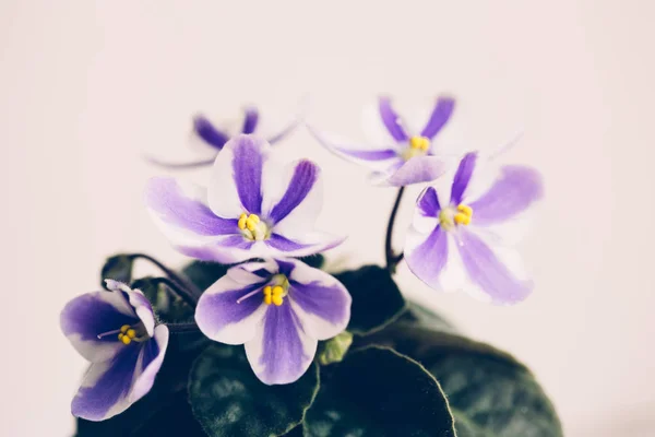 Flor violeta con pétalos rayados sobre fondo blanco . —  Fotos de Stock