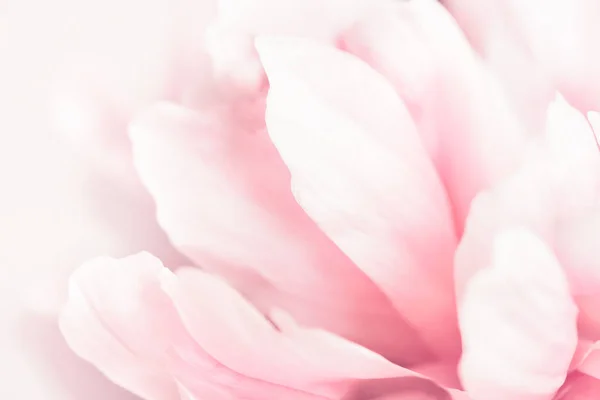 Wyświetlić zbliżenie różowa piwonia kwiat. — Zdjęcie stockowe